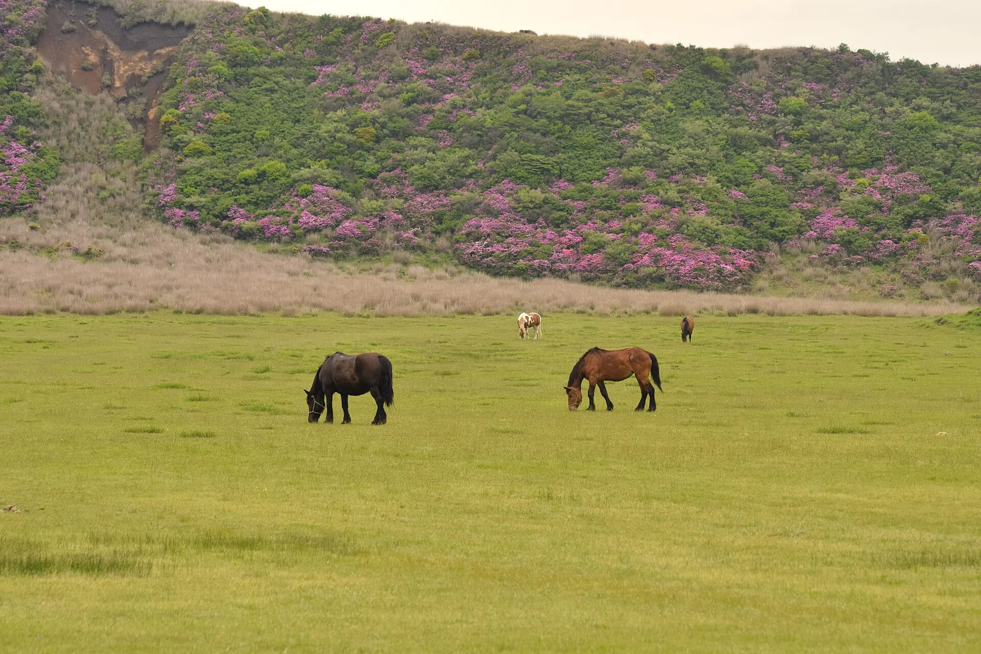 Zwei Pferde grasen auf der weiten Graslandschaft Kusasenri am Aso, dahinter ein Hang mit blühenden Azaleen