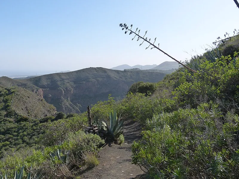 Der Wanderweg am Rand der Caldera de Bandama zwischen Agaven und Büschen, dahinter die Kraterwand