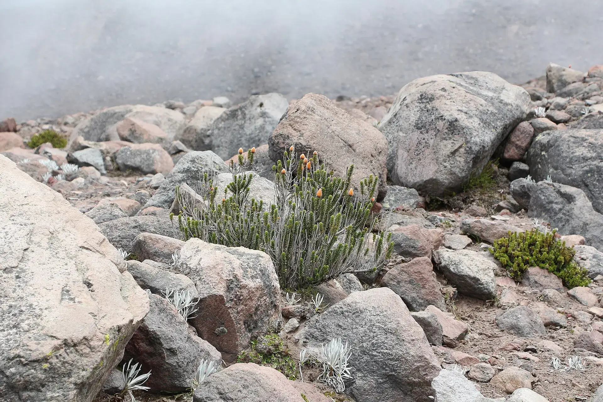 Chuquiraga-Sträucher mit orangen Blüten zwischen hellen Felsen am Chimborazo, dahinter Nebel
