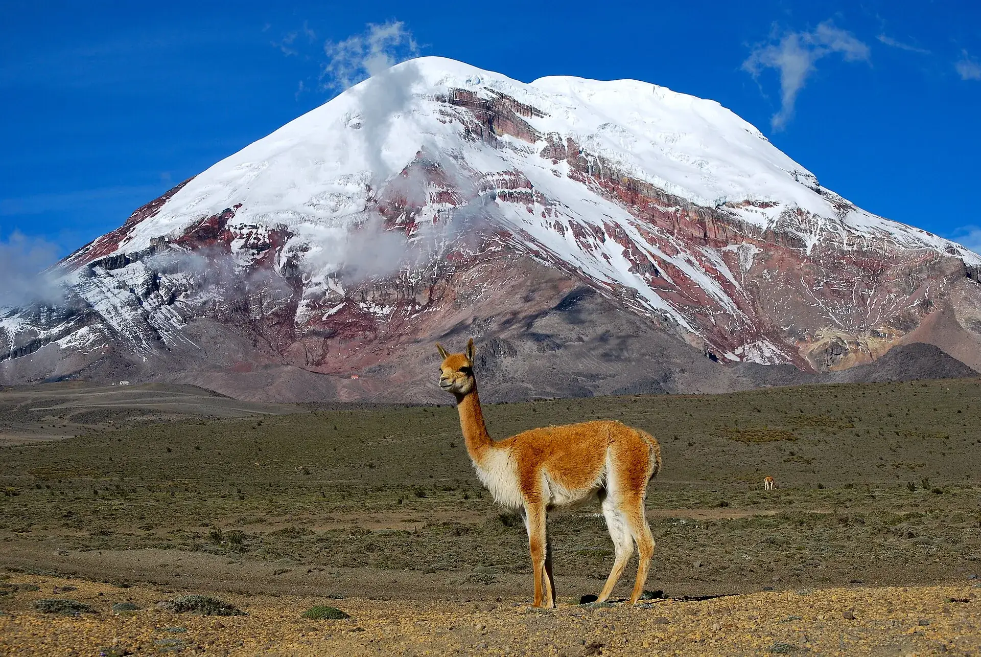Ein Vicuña steht im Páramo vor dem schneebedeckten Chimborazo unter tiefblauem Himmel