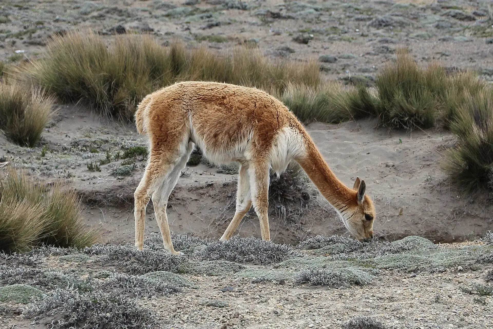 Ein Vicuña grast zwischen Grasbüscheln auf dem sandigen Boden der Reserva Chimborazo