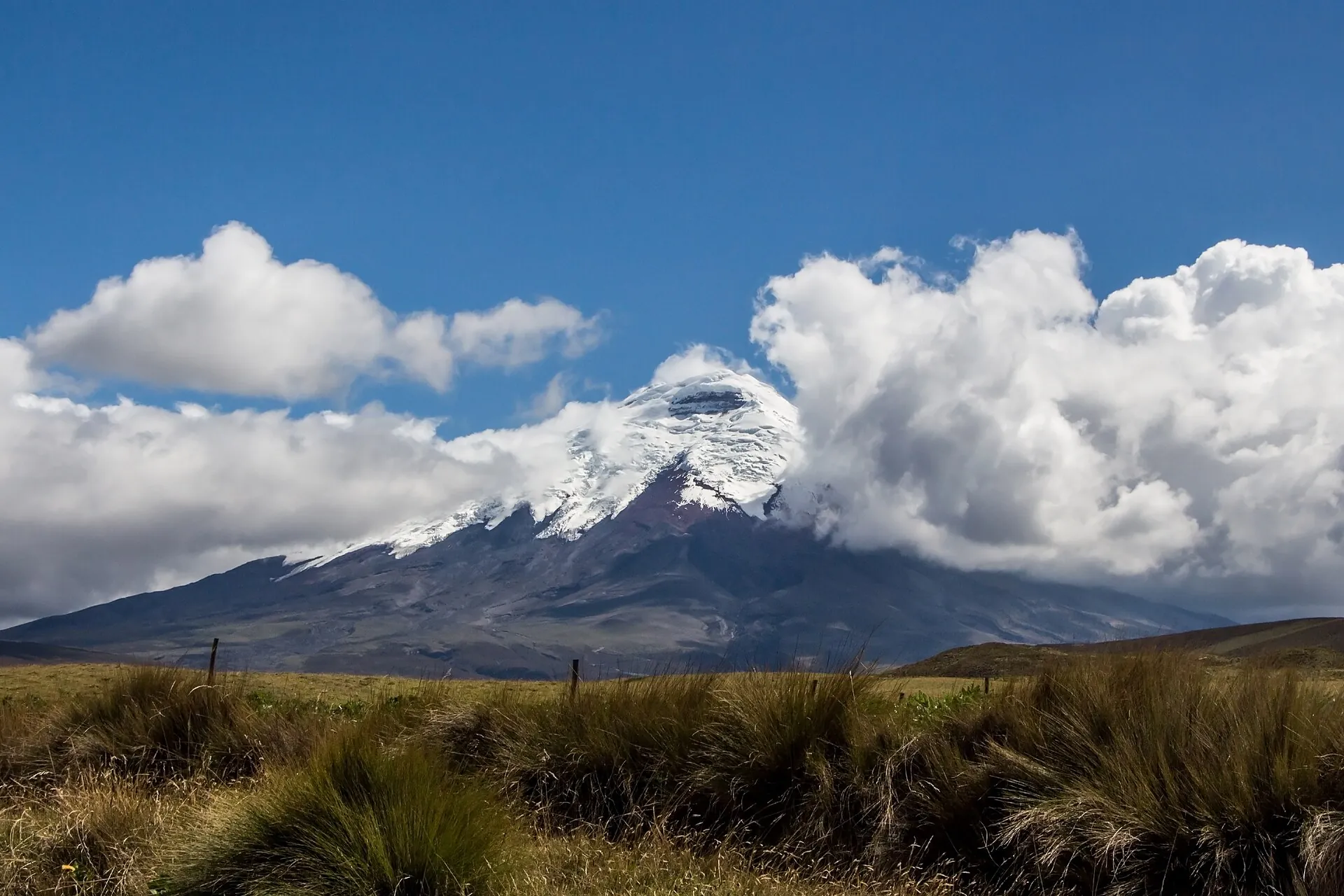 Der Cotopaxi mit Gletscherkappe hinter einem Wolkenband, im Vordergrund gelbes Páramo-Gras