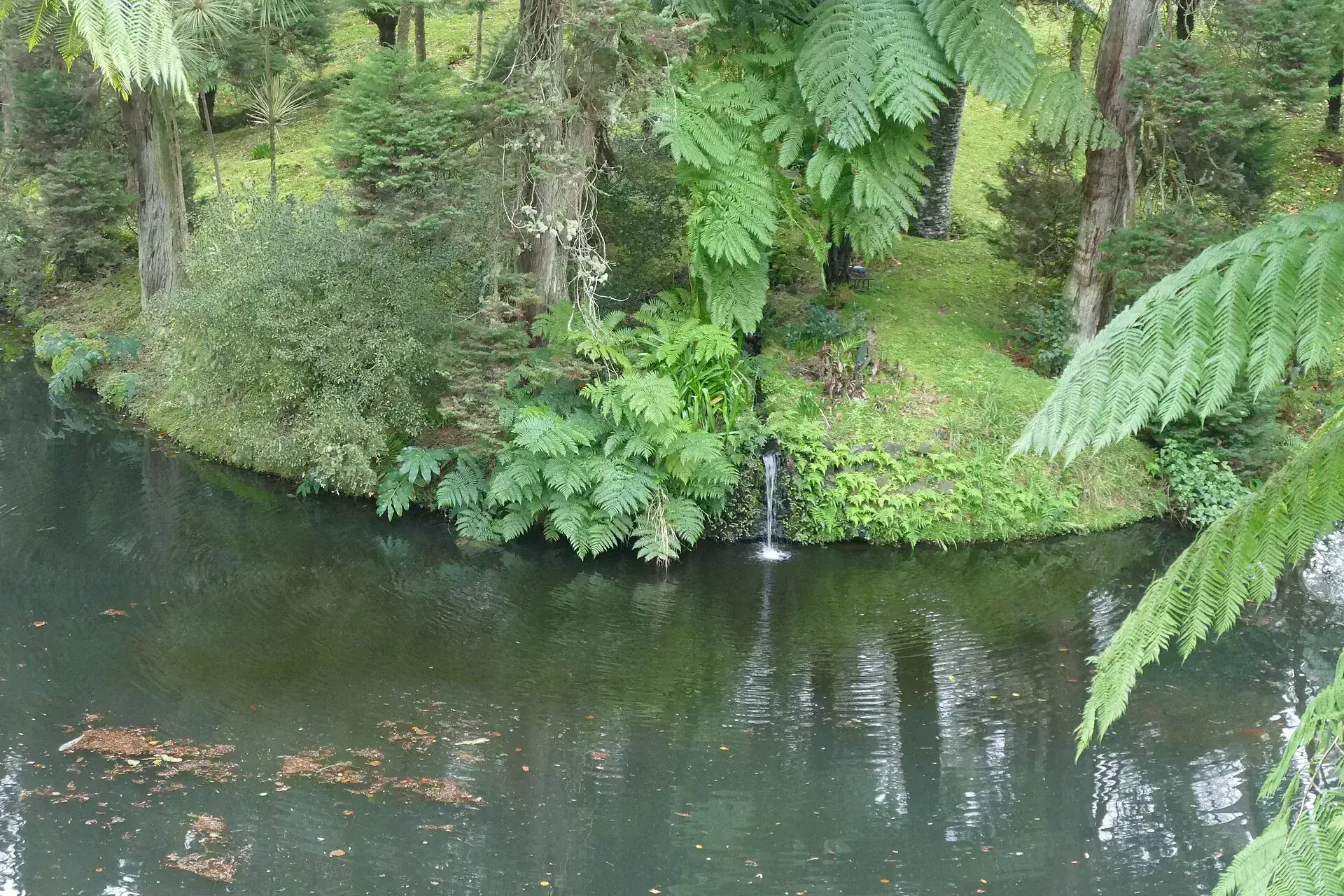 Ein Teich zwischen Baumfarnen und Kamelien im Parque Terra Nostra in Furnas, ein kleiner Wasserfall fließt hinein