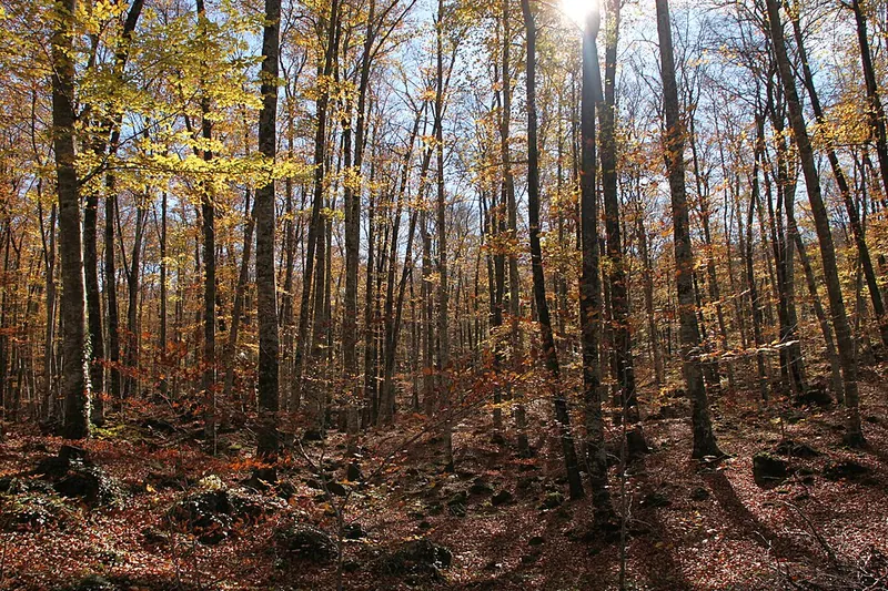 Herbstlicher Buchenwald Fageda d'en Jordà in der Garrotxa, goldgelbes Laub und ein Teppich aus Blättern am Boden