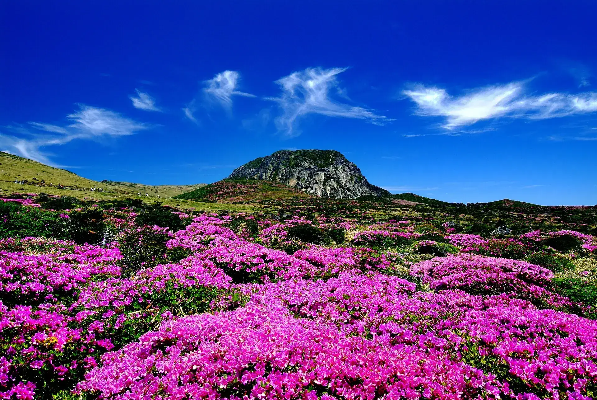 Azaleas in bloom below the summit rocks of Hallasan under a blue sky