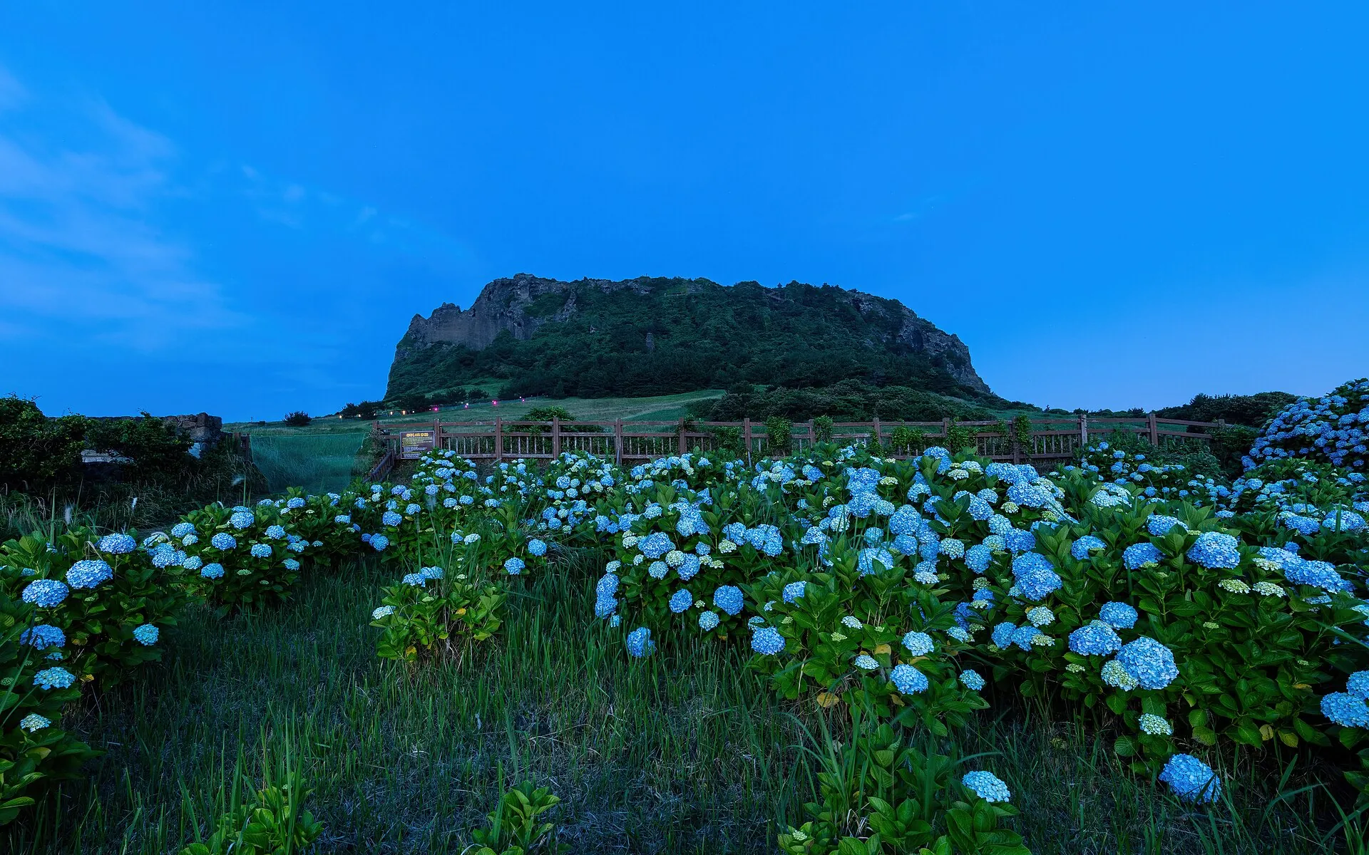 Hydrangeas at blue hour in front of the tuff cone Seongsan Ilchulbong on the east coast of Jeju