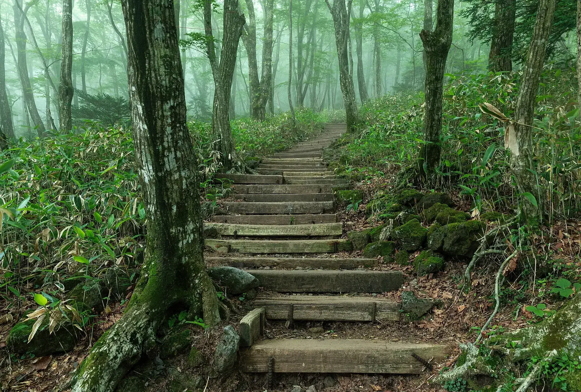 Wooden staircase in the misty broadleaf forest on the Eorimok Trail in Hallasan National Park on Jeju