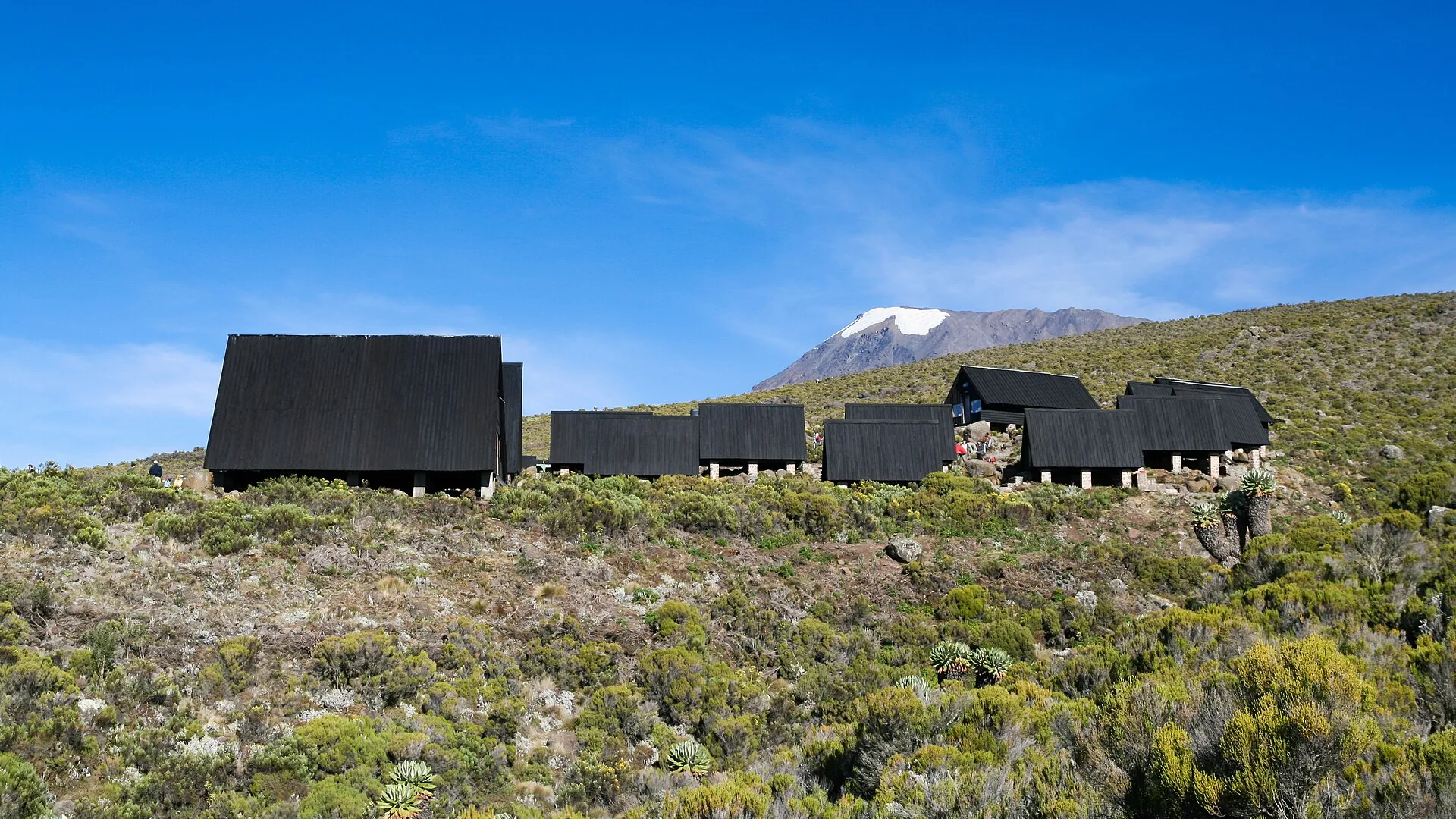 The dark rows of huts at Horombo camp on Kilimanjaro above the heath vegetation, snow-covered Kibo behind