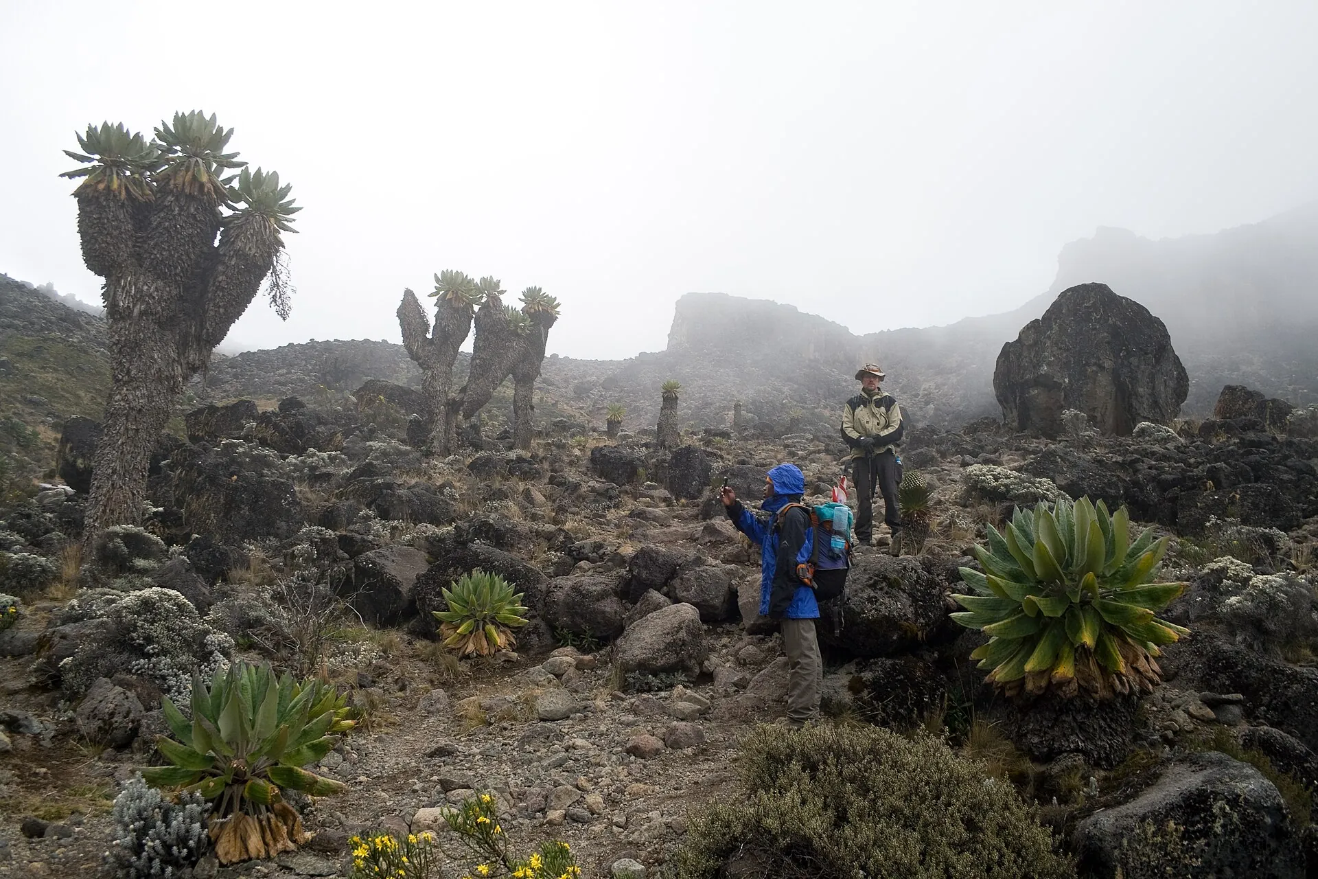 Hikers among giant groundsels taller than they are in the misty heath zone of Kilimanjaro, boulders behind them