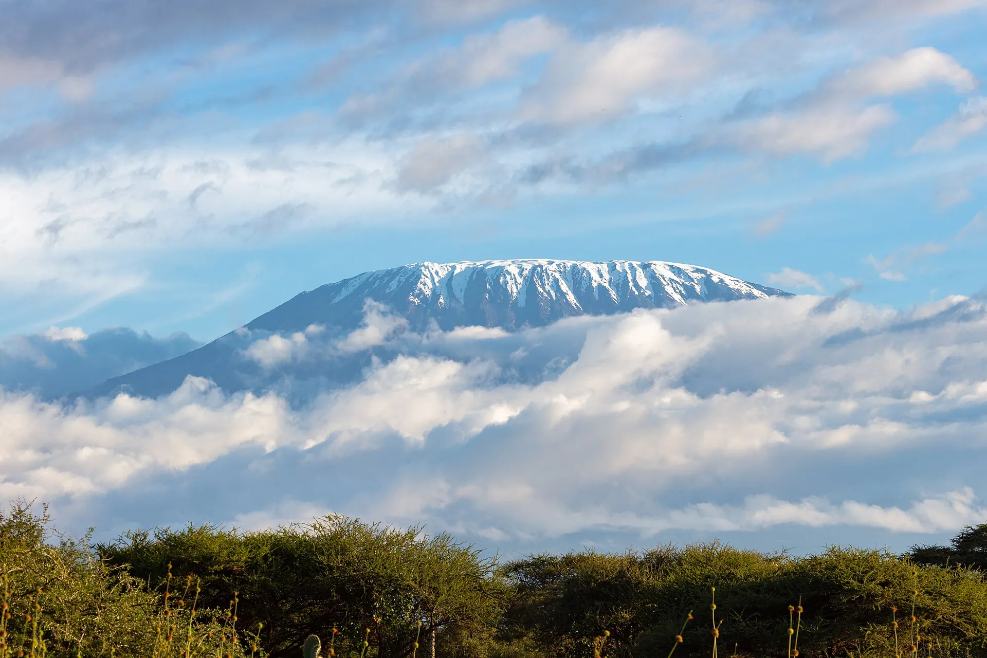 The flat summit cone of Kibo on Kilimanjaro above a closed bank of cloud, acacia scrub in the foreground
