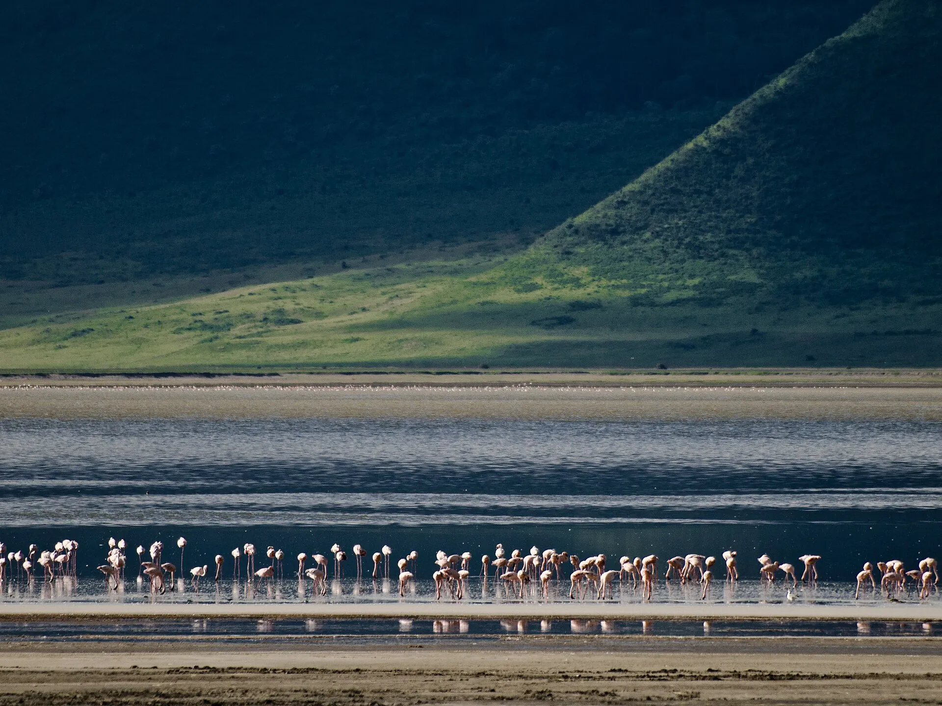 Zwergflamingos im flachen Wasser des Magadi-Sees im Ngorongoro-Krater, dahinter die bewaldete Kraterwand