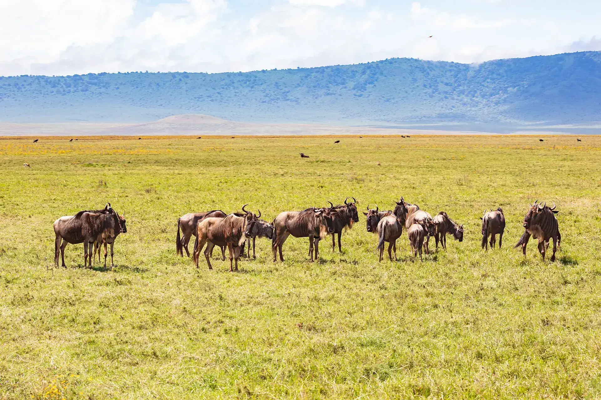 Eine Herde Streifengnus grast auf dem grünen Kraterboden des Ngorongoro, im Hintergrund die blaue Kraterwand