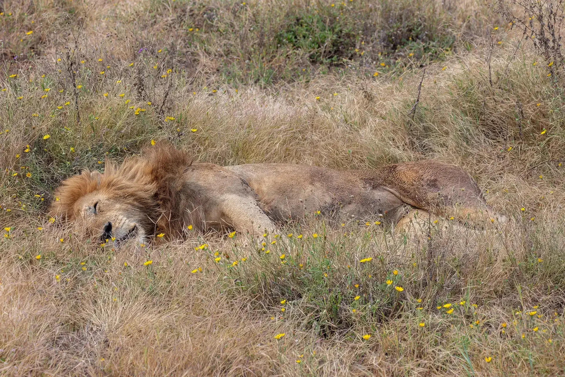 Ein Löwenmännchen schläft im hohen Gras des Ngorongoro-Kraters, gelbe Blüten um ihn herum