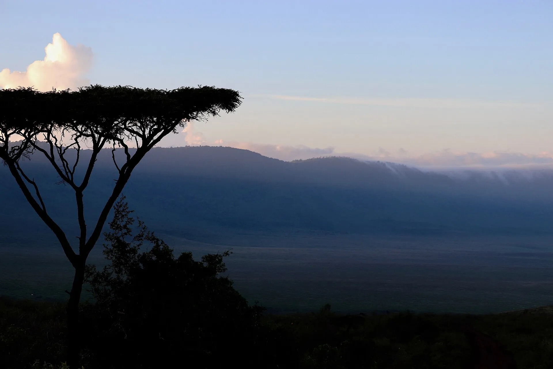 Silhouette einer Schirmakazie am Kraterrand des Ngorongoro im Morgenlicht, dahinter die neblige Caldera