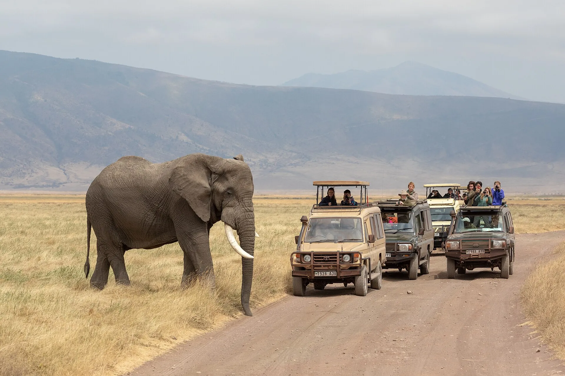 Ein Elefant überquert die Piste im Ngorongoro-Krater, dahinter warten drei Safari-Geländewagen mit Gästen im offenen Dach