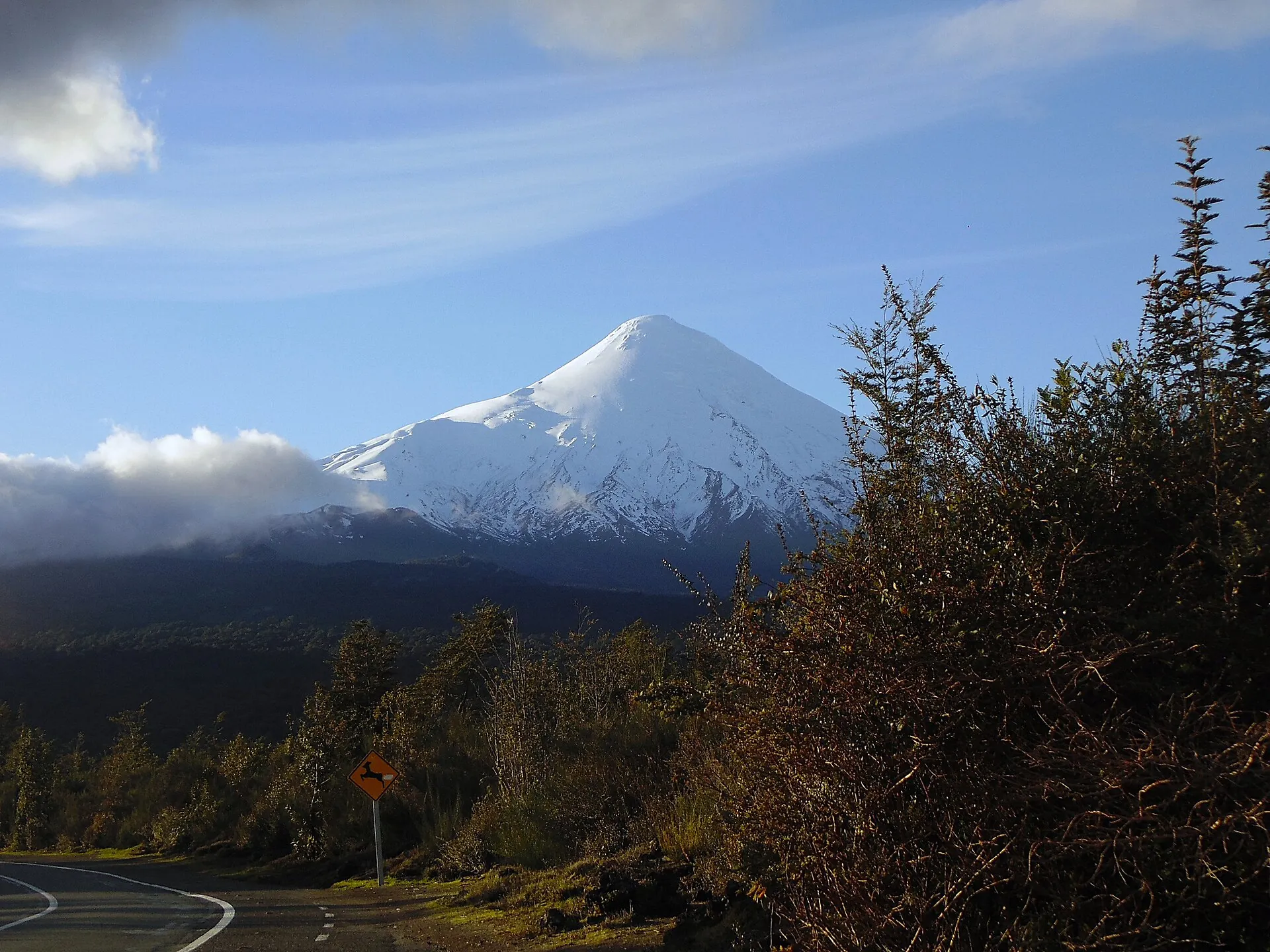 Road V-555 climbing through scrub forest, the snow cone of Osorno above under thin cloud