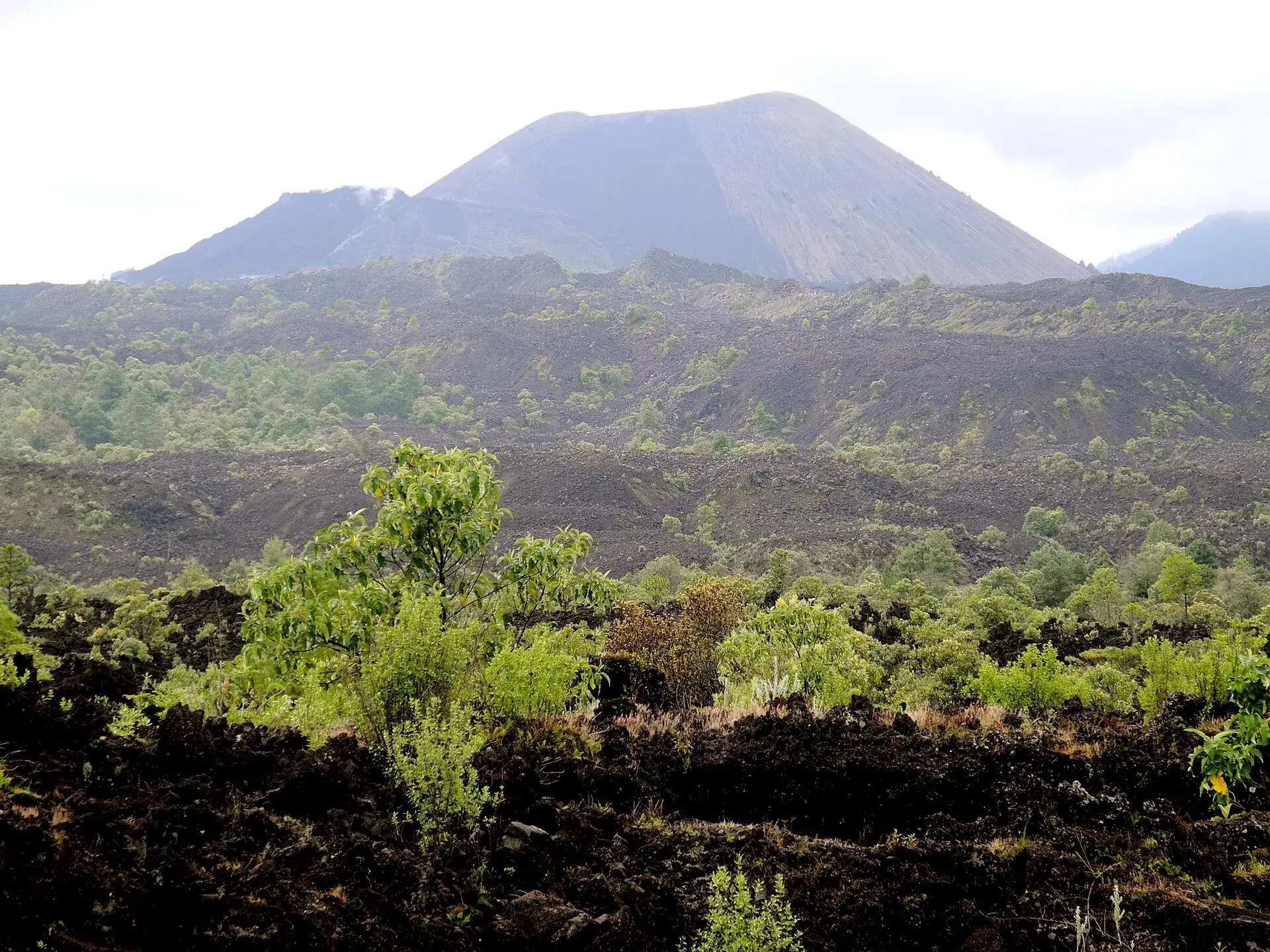Der Kegel des Paricutín über dem erkalteten Lavafeld, das teilweise von Büschen und Bäumen zurückerobert wird