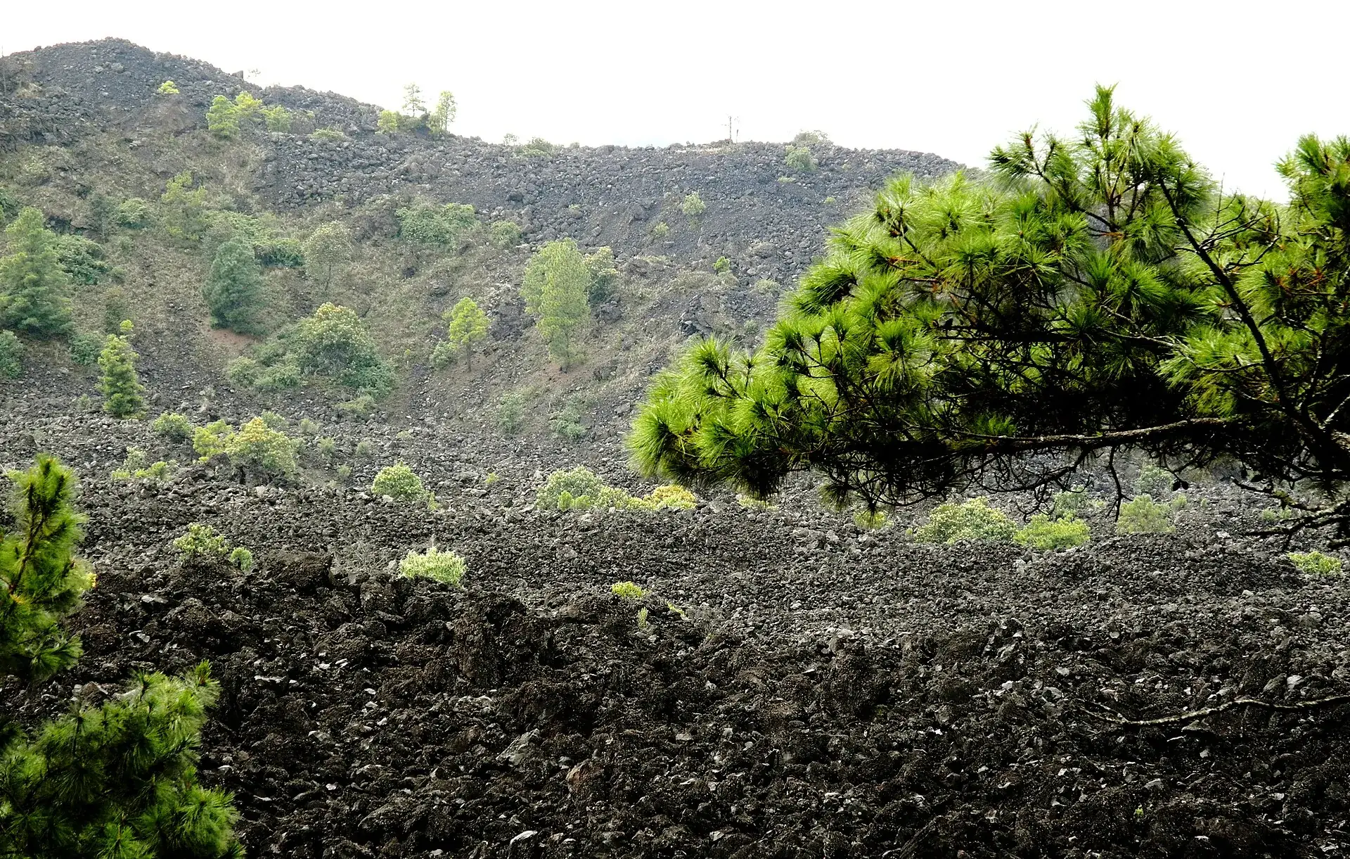 Das Lavafeld des Paricutín bei Angahuan: schwarze Blocklava, aus der Kiefern und Büsche wachsen, im Vordergrund ein Kiefernzweig