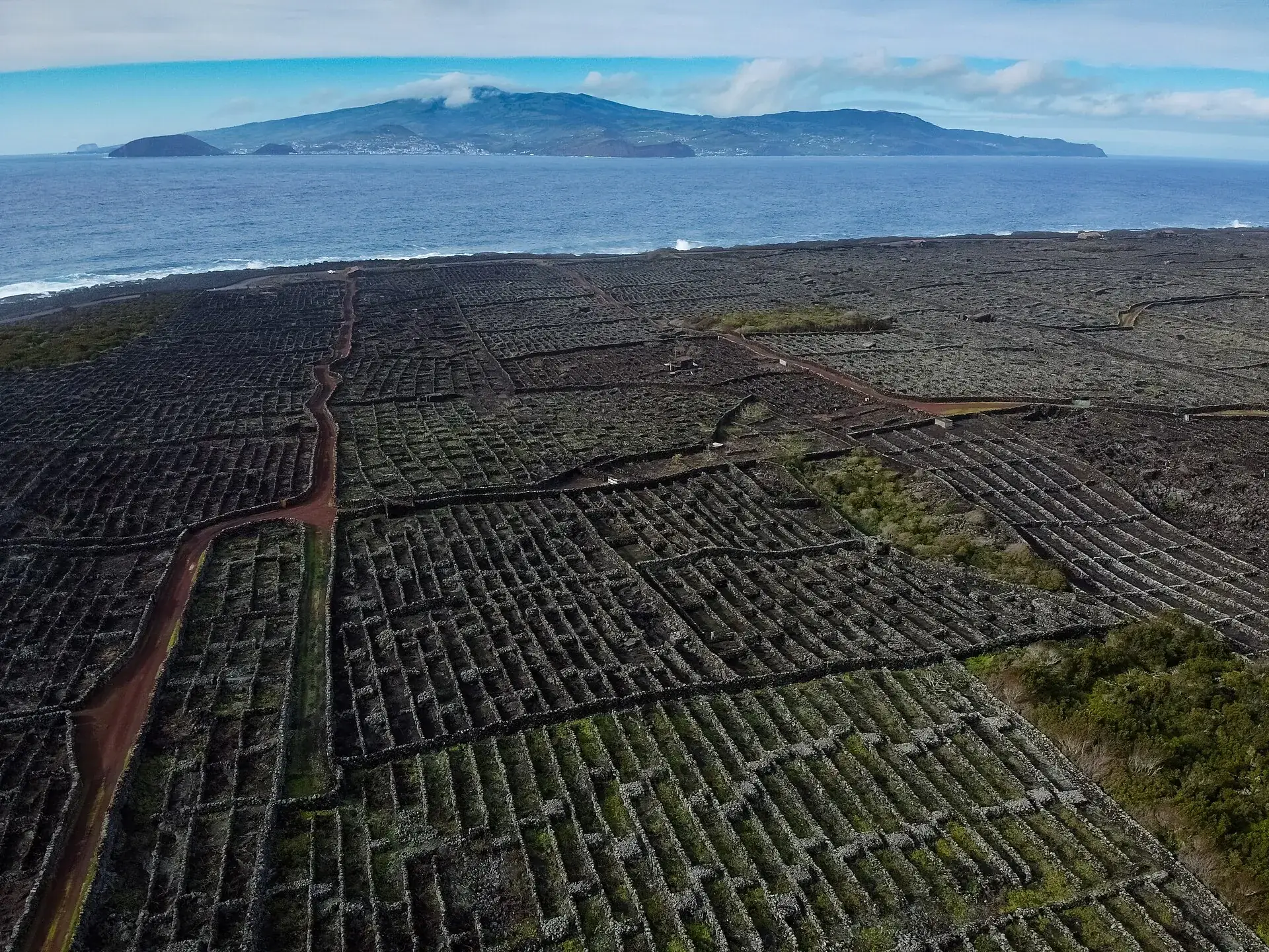 Die Weinlandschaft von Criação Velha auf Pico von oben: Reben zwischen schwarzen Lavamauern, dahinter das Meer und die Insel Faial