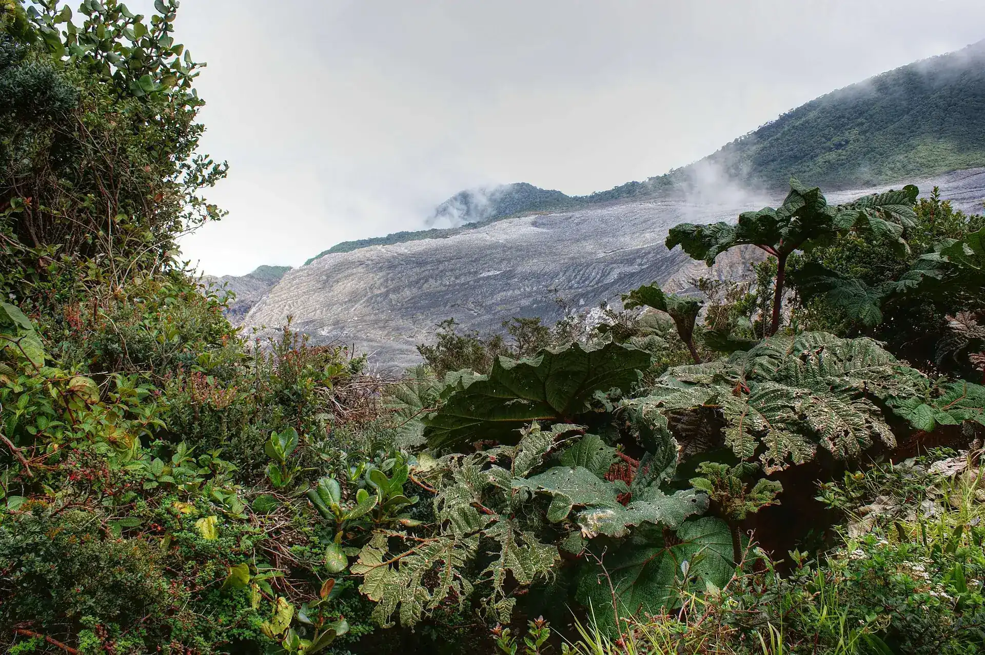 Giant Gunnera leaves (sombrilla de pobre) in Poás Volcano National Park, with the bare gray slopes of the crater under clouds behind them
