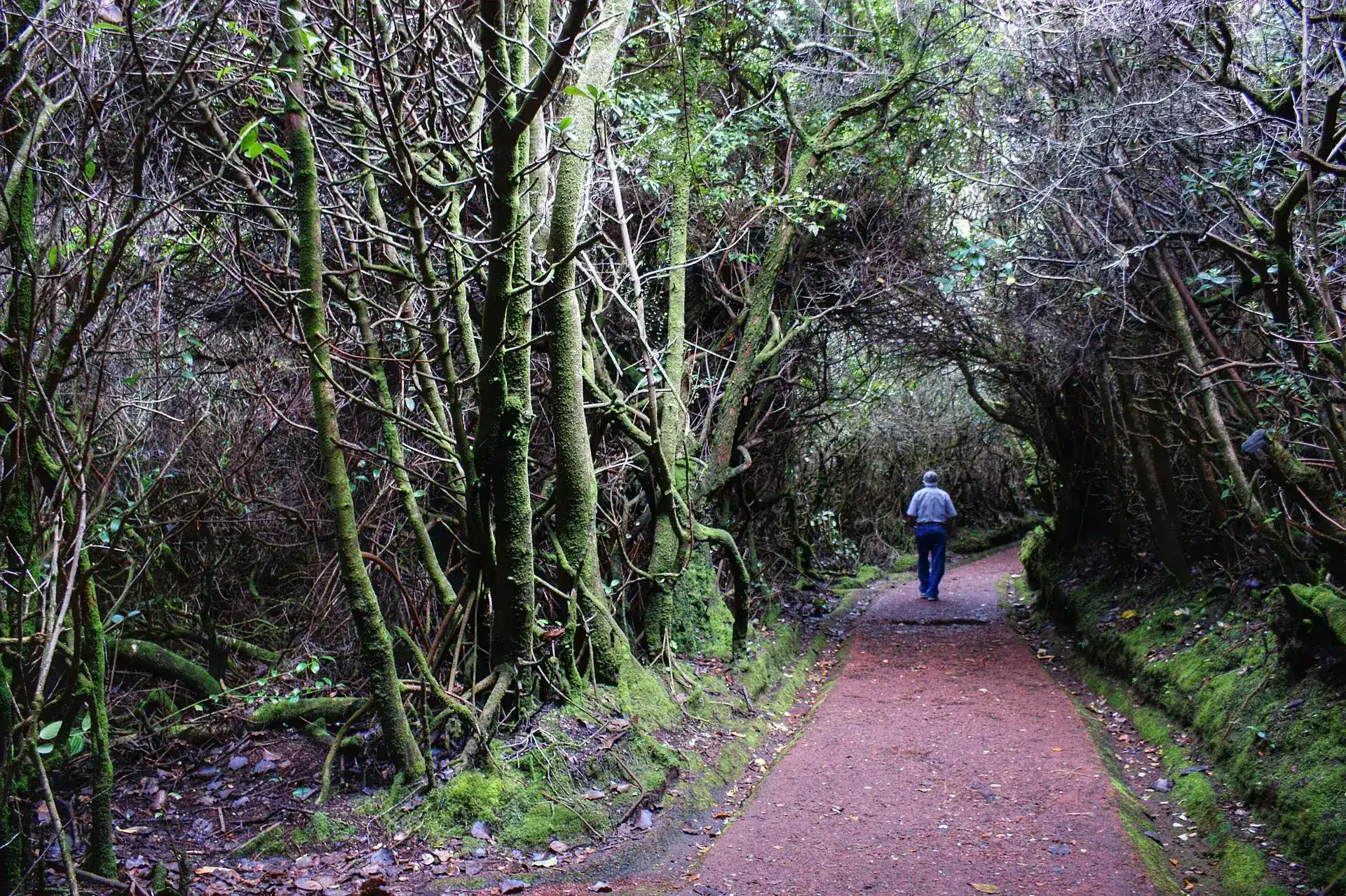 Paved trail through the moss-covered dwarf forest in Poás Volcano National Park, a visitor walking ahead