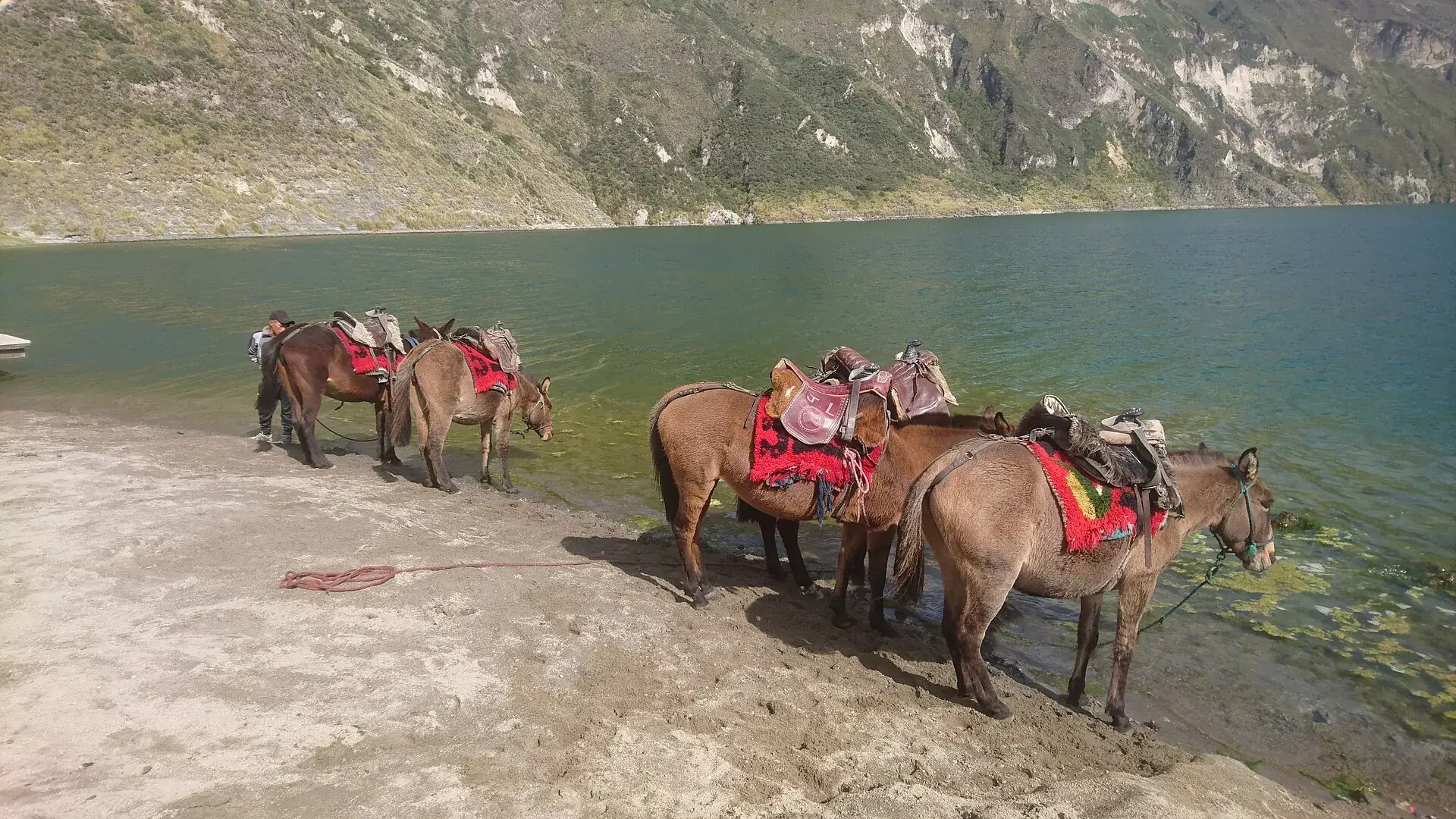 Saddled mules and horses waiting for riders on the sandy shore of Laguna Quilotoa