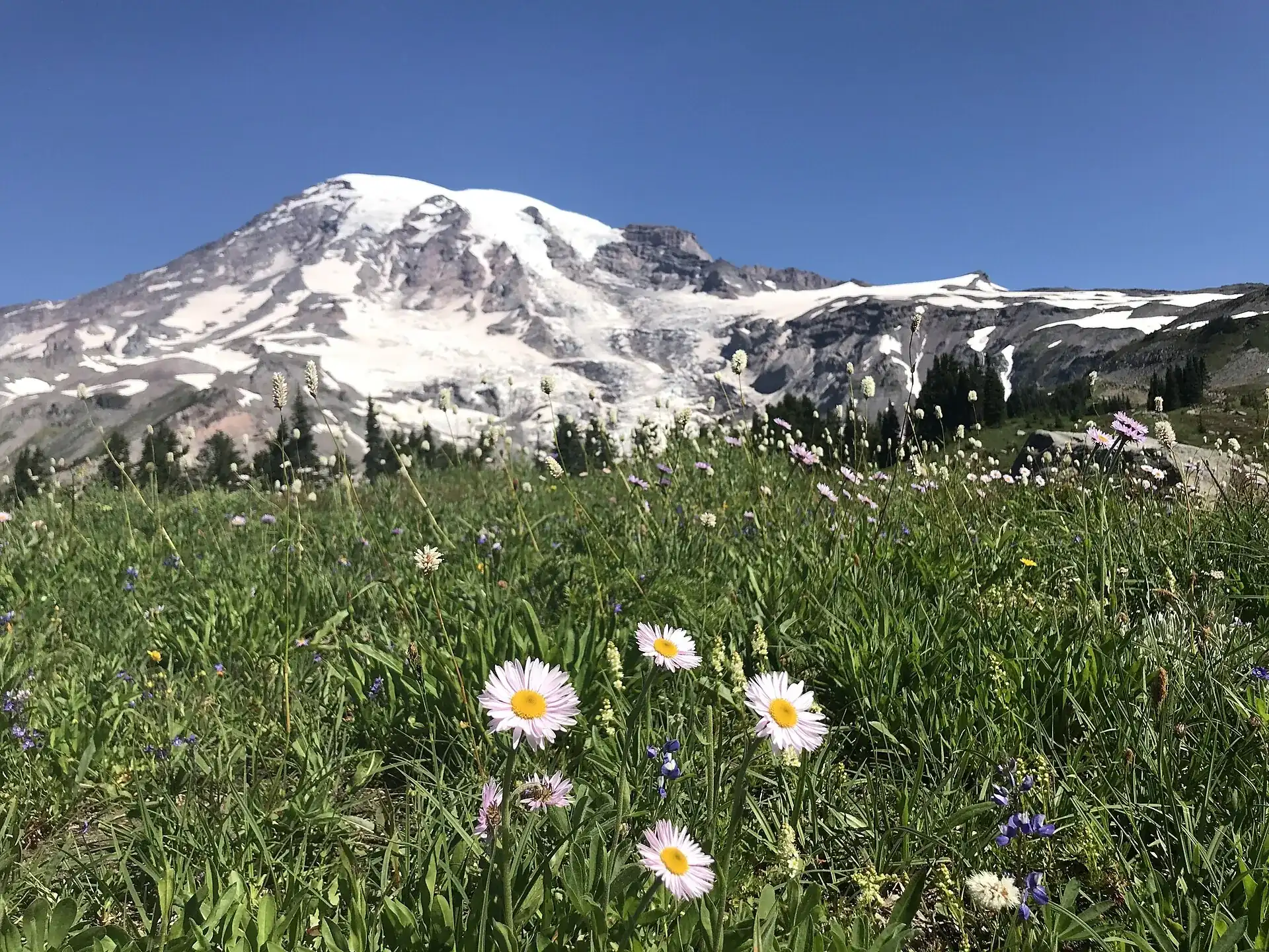 Blumenwiese bei Paradise im Mount-Rainier-Nationalpark: weiße Margeriten und Gräser im Vordergrund, dahinter der vergletscherte Gipfel