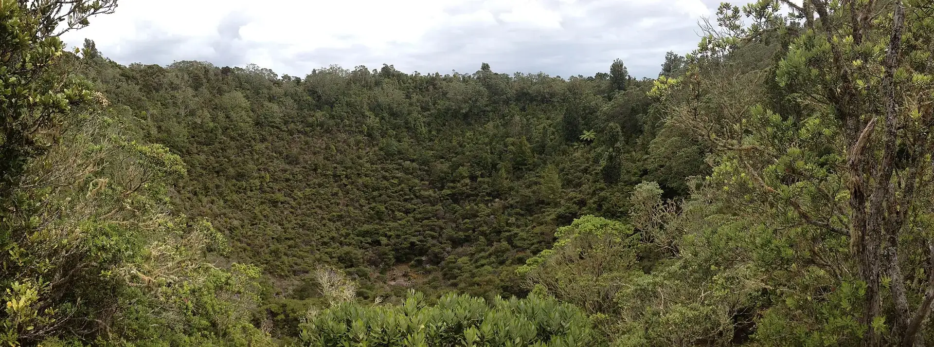 The forested crater of Rangitoto Island: a round hollow about 60 meters deep, completely overgrown with pōhutukawa and rewarewa