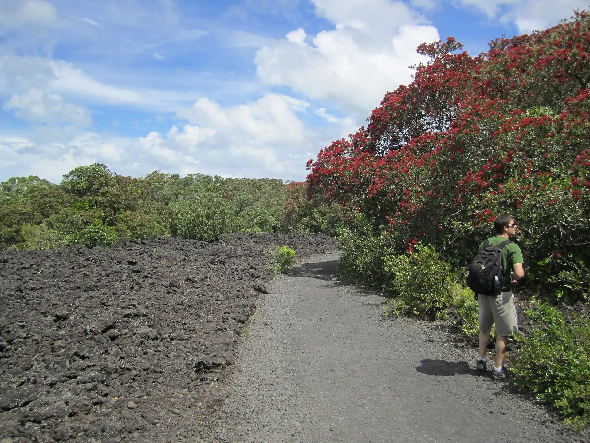 The track across Rangitoto Island: a gravel path between a black lava field and pōhutukawa trees in red flower, a walker at the edge