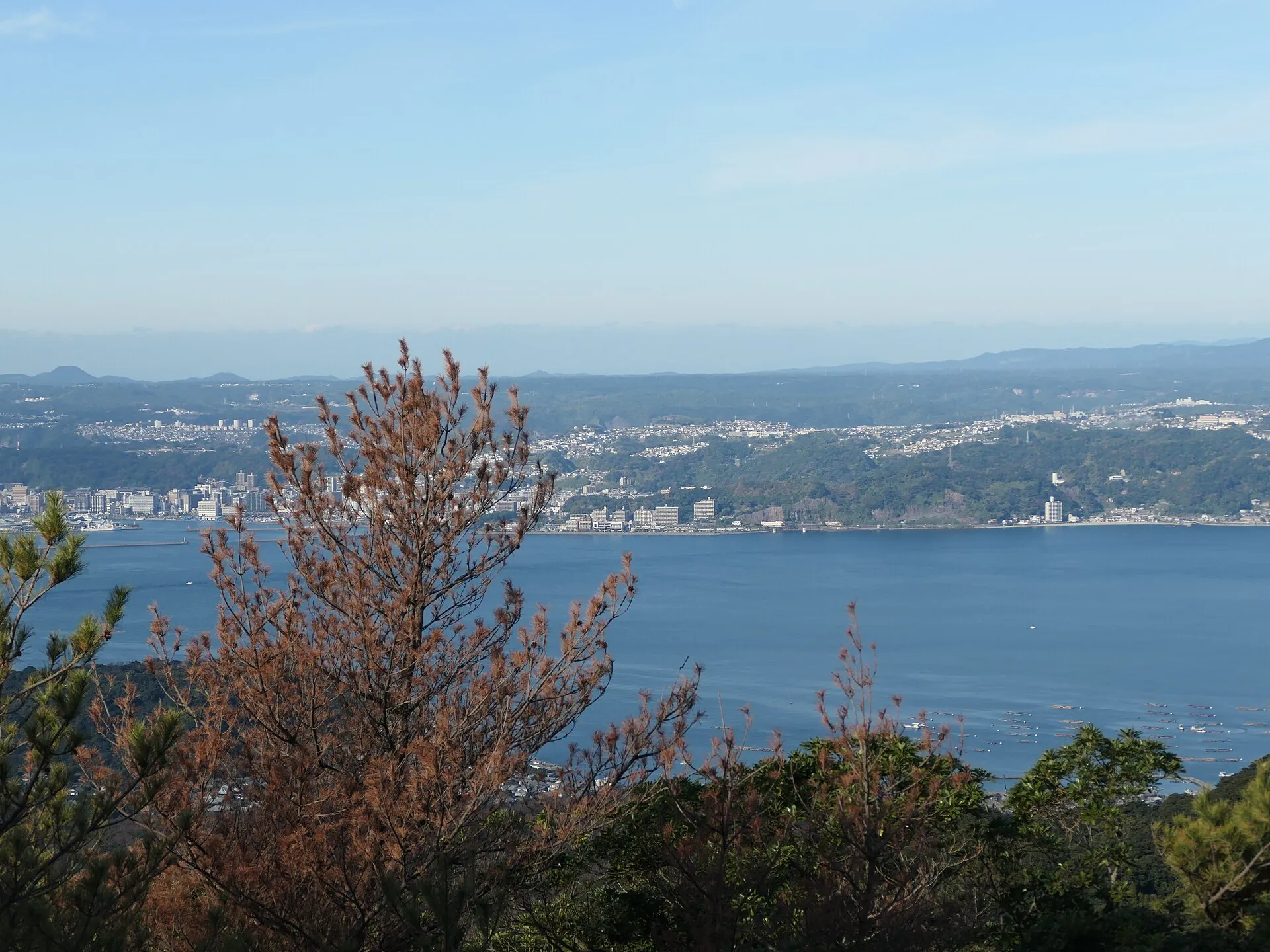 View from the slopes of Sakurajima across Kinko Bay to the city of Kagoshima, with a dead pine in the foreground