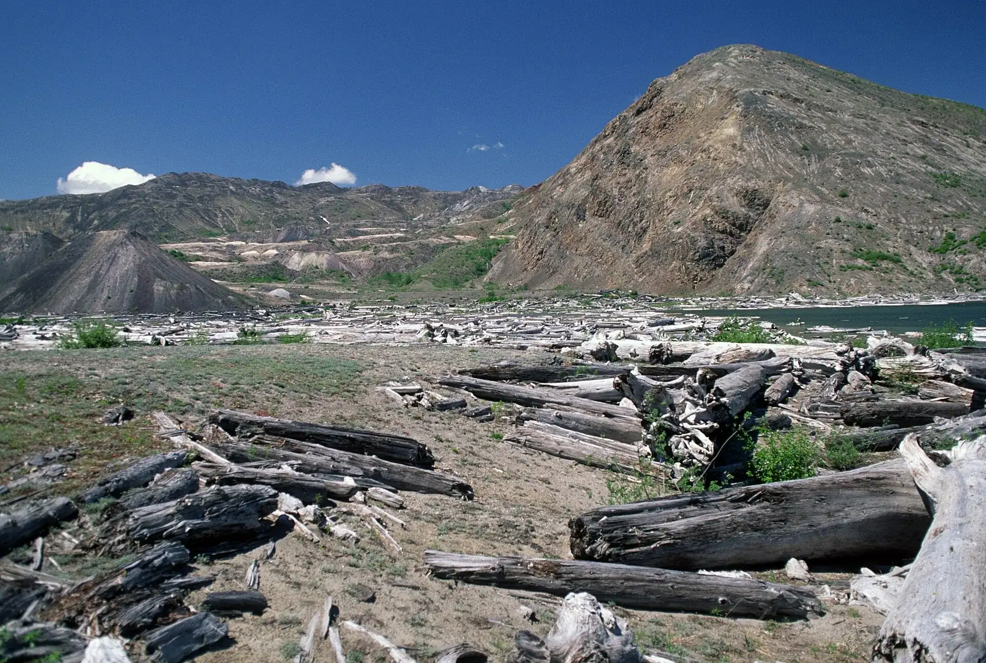 Entrindete Baumstämme am Ufer des Spirit Lake am Mount St. Helens, davor und dahinter kahle Schuttberge – Aufnahme von 1999