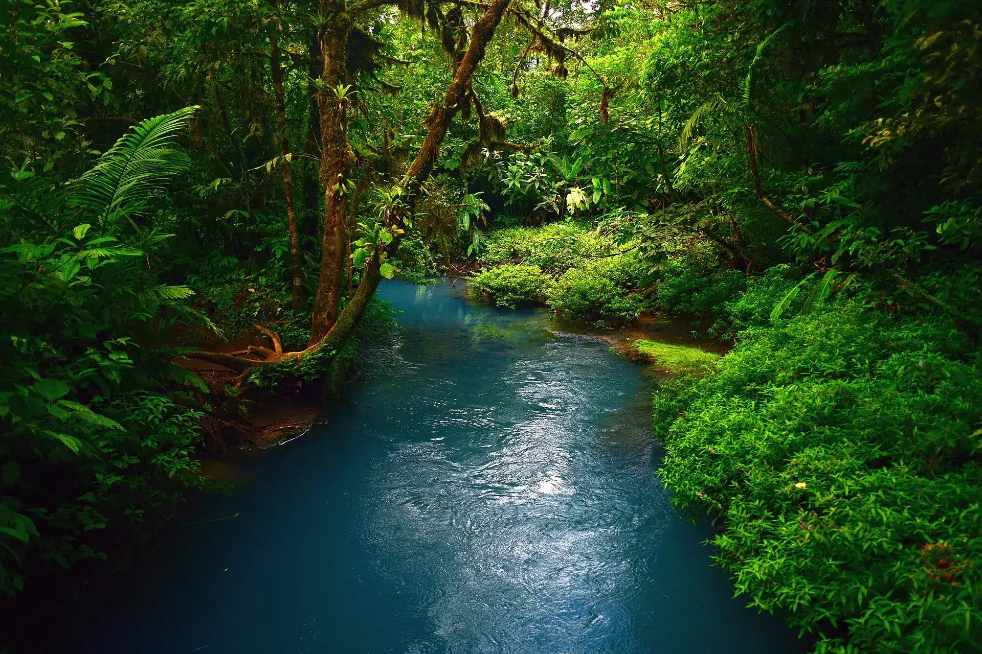 The Río Celeste flows deep blue through the rainforest in Tenorio Volcano National Park, ferns and moss-covered trees along the bank