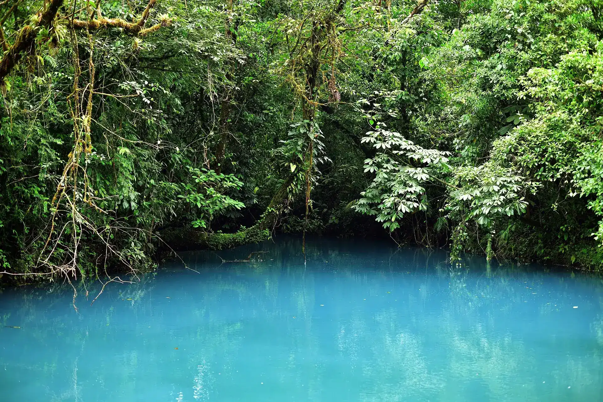 Laguna Azul on the Río Celeste: a still, brilliantly turquoise pool framed by dense rainforest