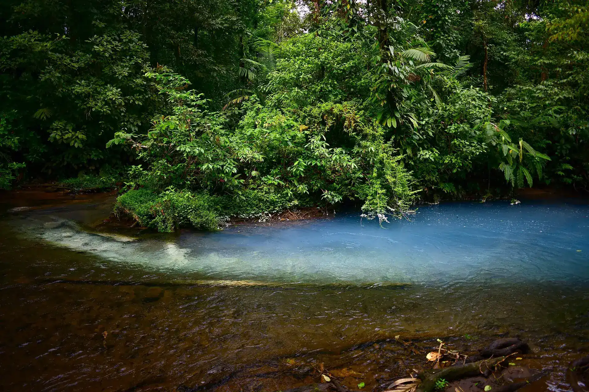 The Teñideros on the Río Celeste: a clear, brownish stream meets milky turquoise water, rainforest behind
