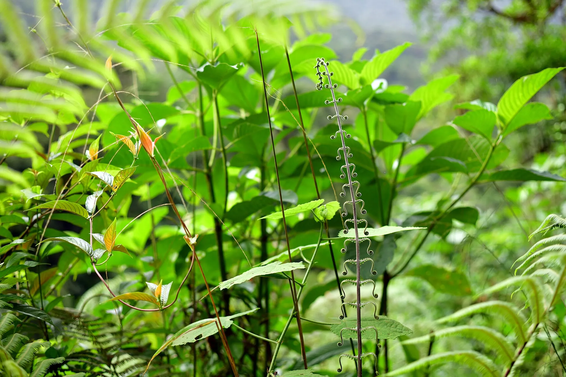 Dense, wet rainforest in Tenorio Volcano National Park: ferns and foliage in deep green
