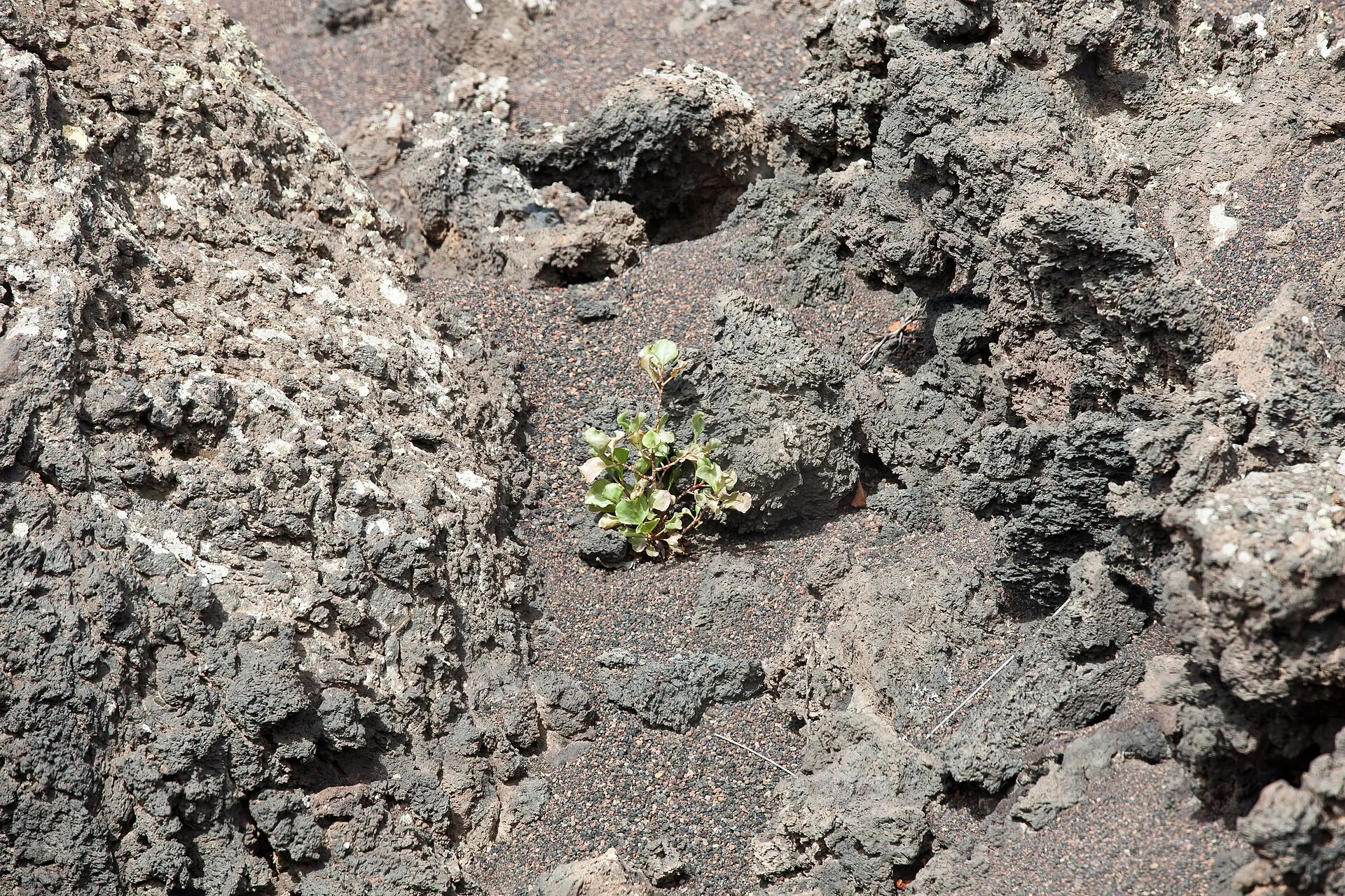 Close-up of black lava covered in grey lichens, a single green plant among them