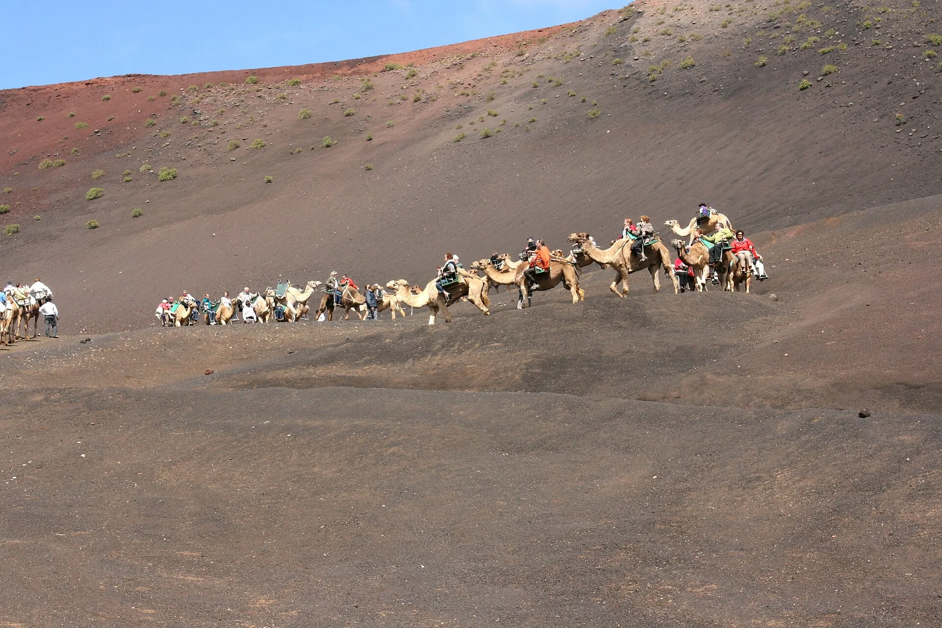 A caravan of dromedaries with visitors crosses the dark slope at the Echadero de los Camellos, reddish cones behind