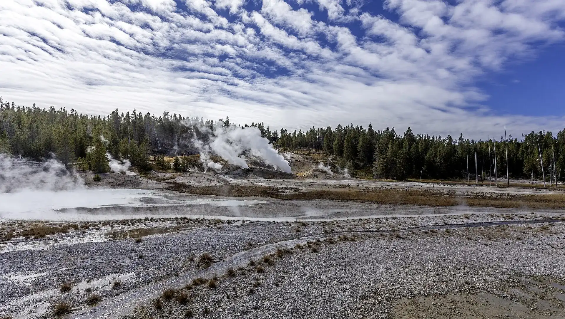 Porcelain Basin im Norris Geyser Basin des Yellowstone: Dampfsäulen über einer weißen Sinterfläche, dahinter Nadelwald